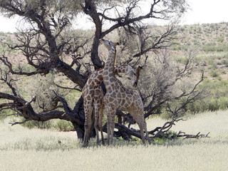 South African Giraffe Wedding Dances, Giraffa camelopardalis giraffa, Kalahari, South Africa
