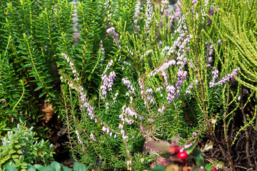 Purple heather and succulent, plant in the garden with selective focus