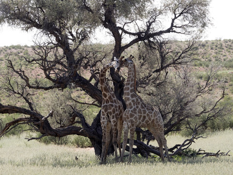 South African Giraffe Wedding Dances, Giraffa Camelopardalis Giraffa, Kalahari, South Africa