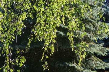 birch leaves background