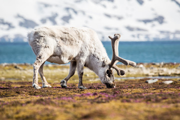 Renifer w promieniach wiosennego słońca © blackspeed