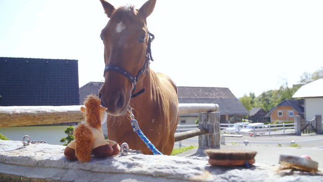 Big brown horse get to know with little mascot in slow motion 4K. Medium static shot of horse in focus smelling a little toy horse mascot. Bright sunny day.