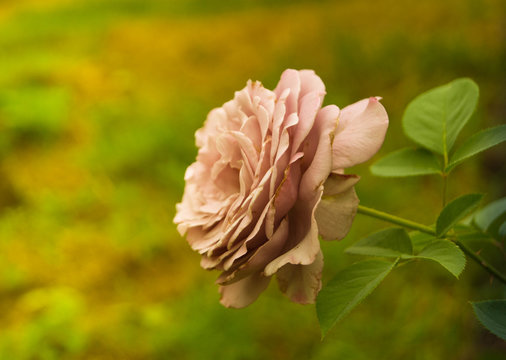 SONY DSC