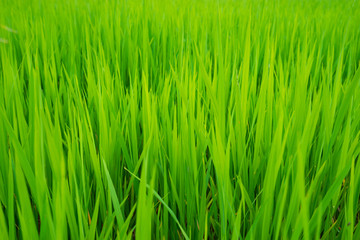 green grass in rice fields for agricultural farm