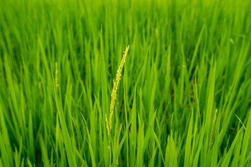 ear of rice with golden bug on leaf on agriculture farm