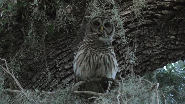 barred owl hooting on a branch