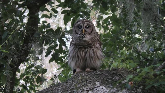 barred owl hooting on a branch
