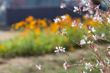 양주 나리공원에 꽃