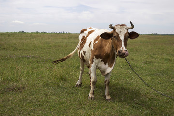 Fototapeta na wymiar A funny cow on a chain in a field on a lawn. A mammal is grazing in the evening