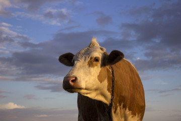 Cow in the field against the sky, sunset. A mammal is grazing in the evening