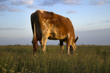 Cow in the field against the sky, sunset. A mammal is grazing in the evening