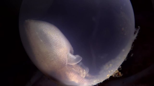 squid eggs and baby