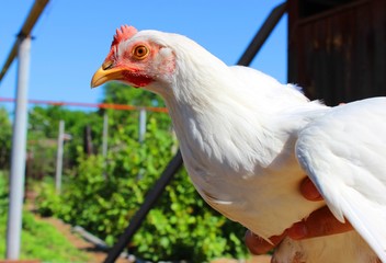 Poultry farming. The chicken is in the hands of the farmer. Breed of chickens: Leghorn (Italy)
