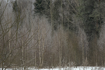 The winter forest in hoarfrost