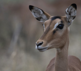 Female Impala, (Aepyceros melampus), looking at camera with big eye and beautiful ears showing. Kruger National Park, South Africa