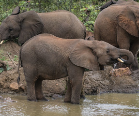 Fototapeta premium Small elephant,(Loxodonta africana), looking to right, trunk in mouth and with water dripping from mouth. Kruger National Park, South Africa