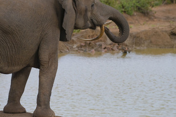 Elephants,(Loxodonta africana), looking to right, with tusk pointing backwars as if deformed....