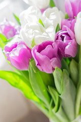 Fototapeta premium white and purple blooming tulips. floral background