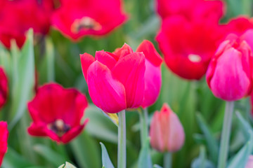 field of blooming colorful tulips, spring flowers in the garden
