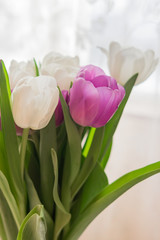 white and purple blooming tulips. floral background
