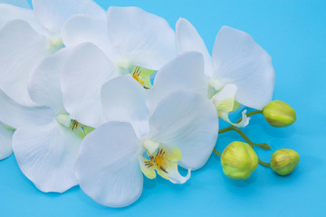 white orchid on blue background