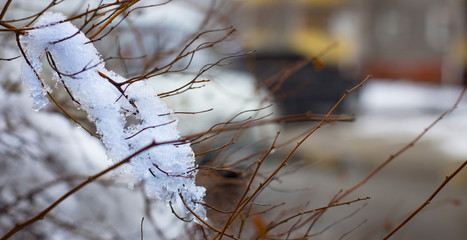Snow melts on tree branches, city street, selective focus