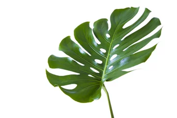 Rolgordijnen Monstera tropische palmboom groen blad geïsoleerd