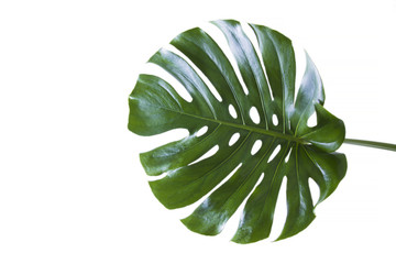 Naklejka na ściany i meble tropical palm tree green leaf isolated