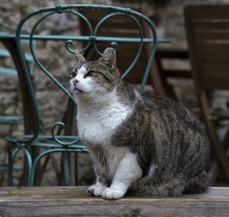 Chat à La Couvertoirade, Aveyron, France