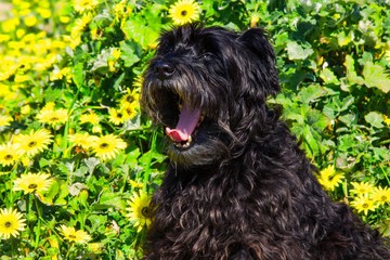 dog in the field of daisies
