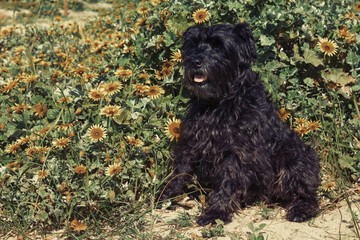 dog in the field of daisies
