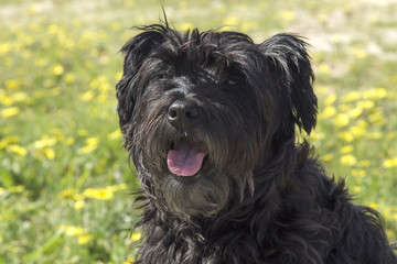 Naklejka na ściany i meble black schnauzer dog in the garden with daisies