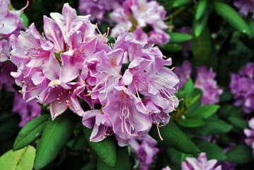 Soft pink fluffy petals rhododendron flowers, green blurry leaves background