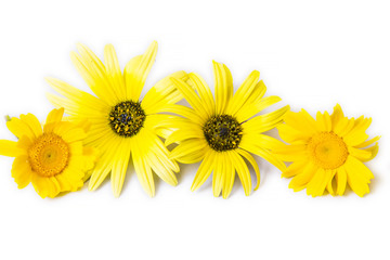 Obraz premium daisies isolated on white