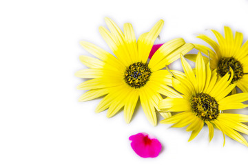daisies isolated on white