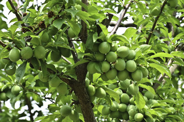 Fresh fruits in a garden on morning time