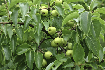 Fresh fruits in a garden on morning time