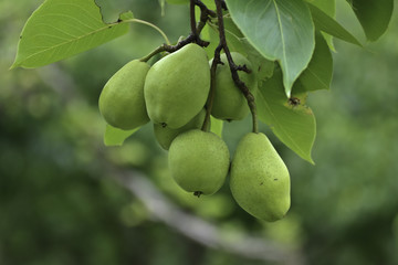 Fresh fruits in a garden on morning time