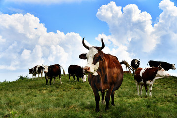 Paesaggio alpino con le mucche che pascolano sul prato erboso