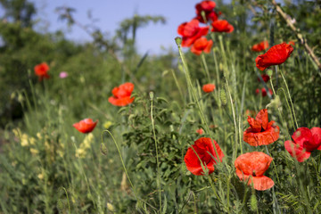 A red poppy blooms in the field on a clear day against the background of trees. Field plants