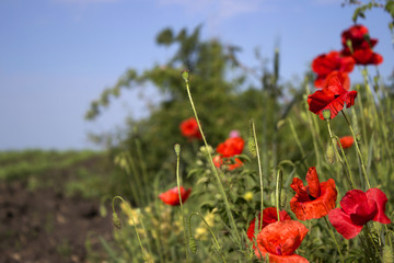 A red poppy blooms in the field on a clear day against the background of trees. Field plants