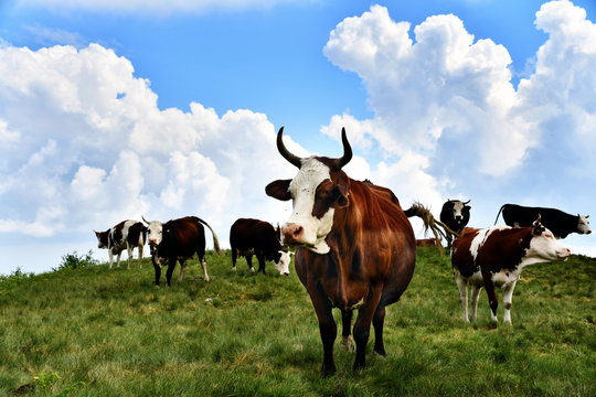 Paesaggio alpino con le mucche che pascolano sul prato erboso