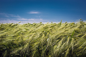 Spikelets of green barley, clogged with heavy grains, against the background of the field and sky
