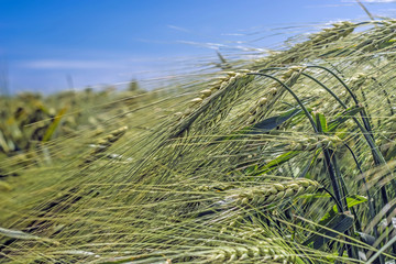 Spikelets of green barley, clogged with heavy grains, against the background of the field and sky
