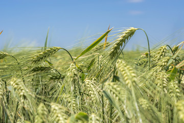 Spikelets of green barley, clogged with heavy grains, against the background of the field and sky