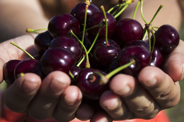 A young, red-haired woman in a red dress holds a handful of cherries in her hands. Season of harvesting fruits, berries