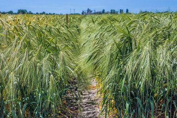 Spikelets of green barley, clogged with heavy grains, against the background of the field and sky