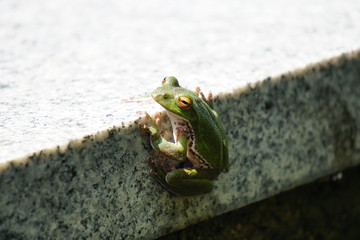 モリアオガエル