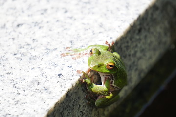 モリアオガエル