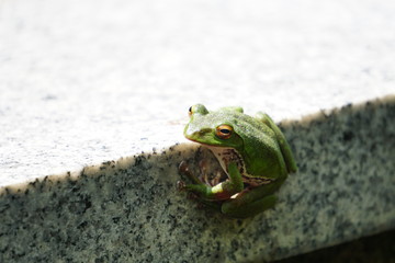 モリアオガエル